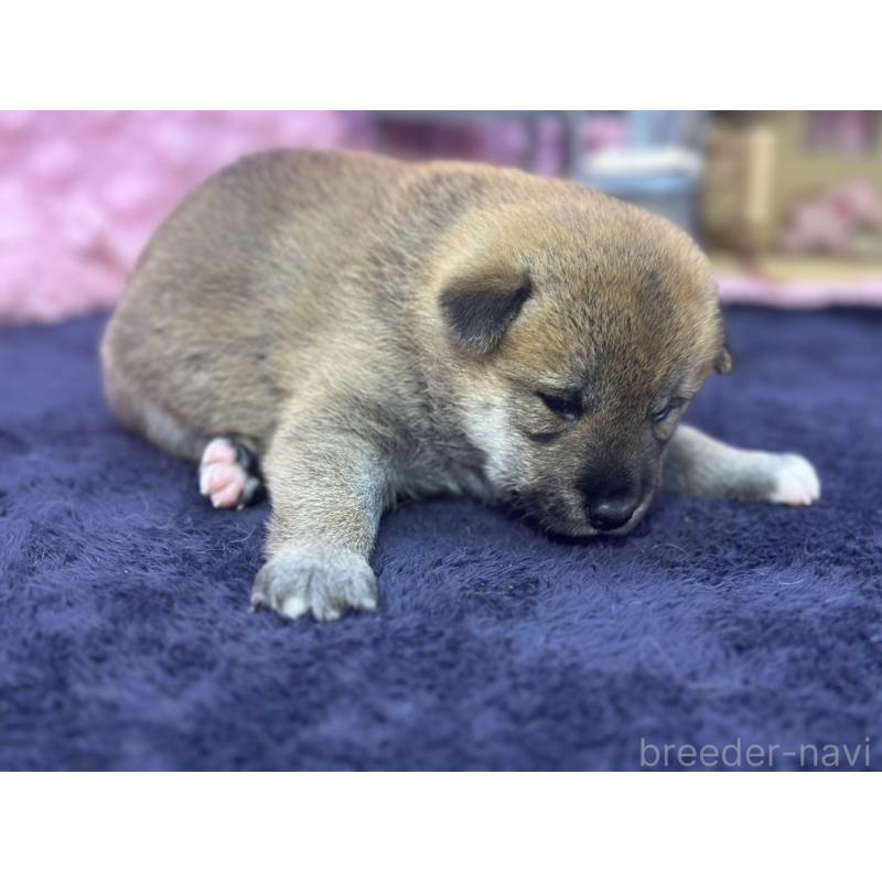 販売中の茨城県の柴犬-400035の3枚目