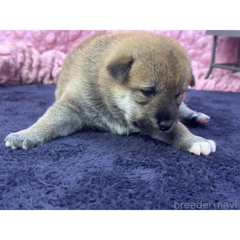 販売中の茨城県の柴犬-400035の2枚目