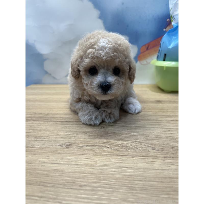 販売中の愛知県のミックス犬-400037の3枚目
