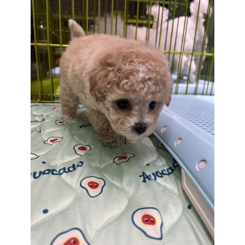 販売中の愛知県のミックス犬-400037の2枚目