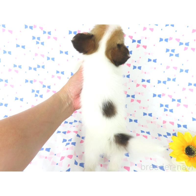 販売中の千葉県のパピヨン-394125の10枚目