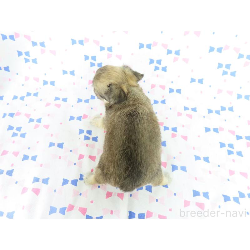 販売中の千葉県のチワワ(ロングコート)-397203の11枚目
