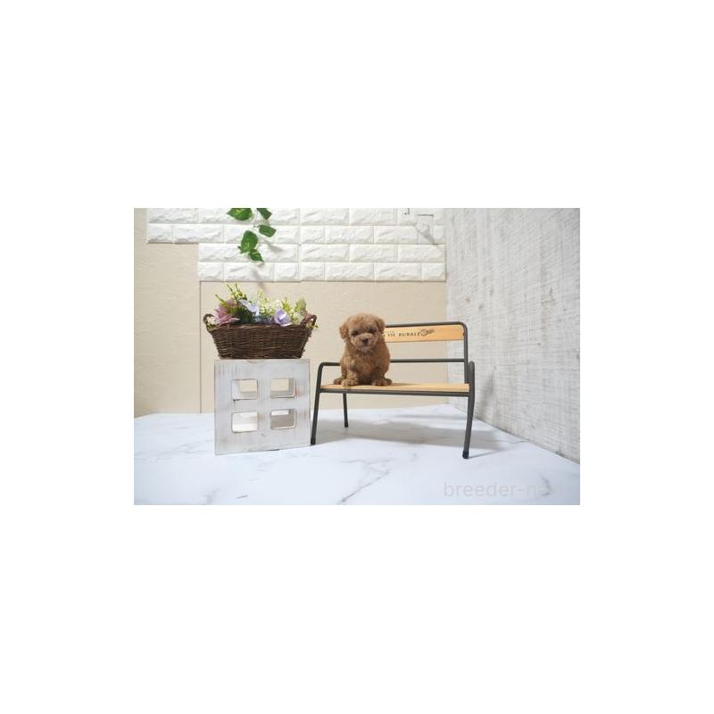 成約済の滋賀県のトイプードル-399422の5枚目