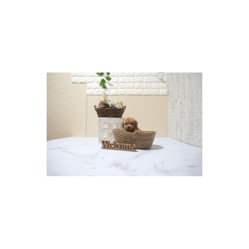 成約済の滋賀県のトイプードル-399422の4枚目