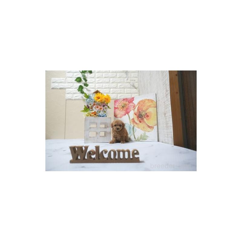 成約済の滋賀県のトイプードル-399422の3枚目