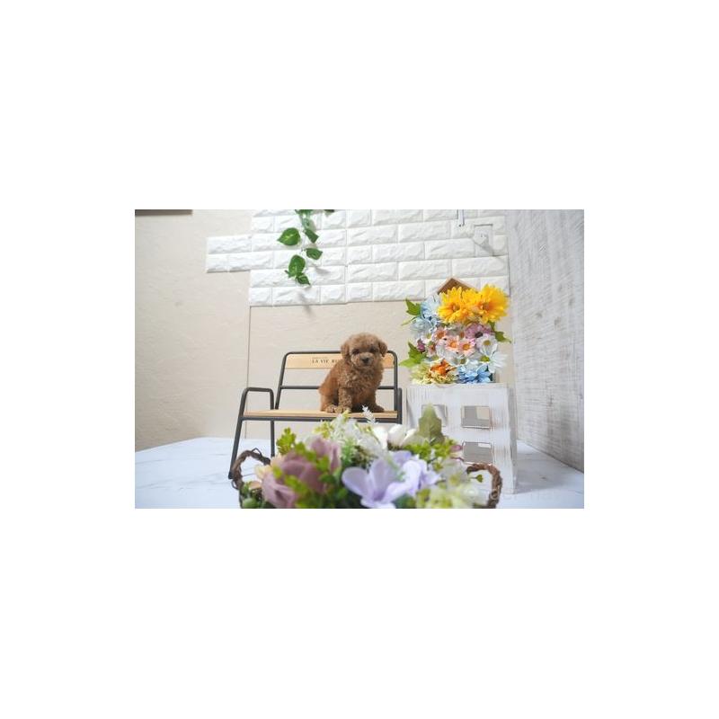 成約済の滋賀県のトイプードル-399422の2枚目