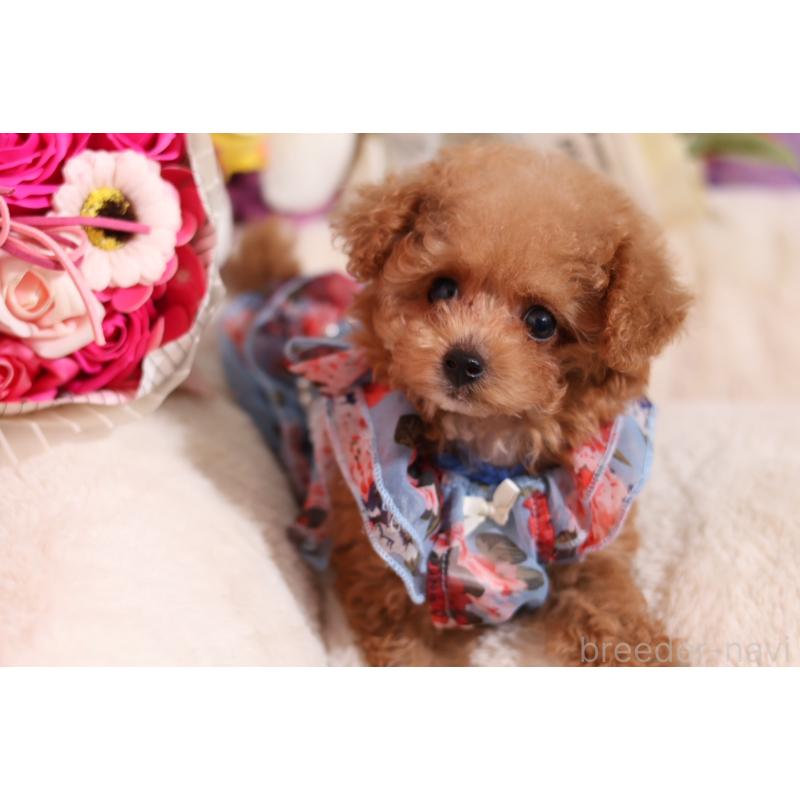 成約済の大阪府のティーカッププードル-397352の4枚目