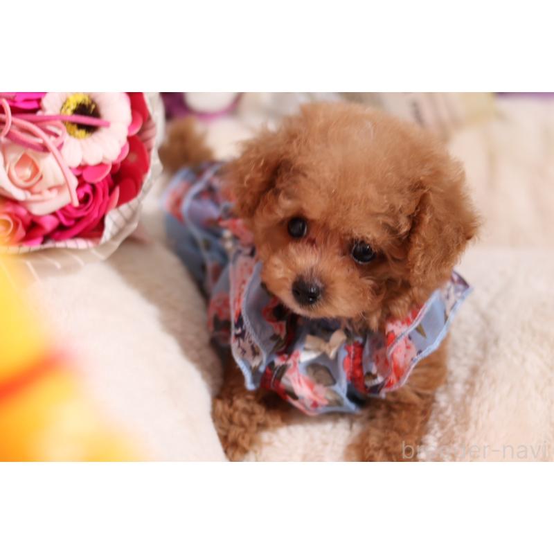 成約済の大阪府のティーカッププードル-397352の3枚目