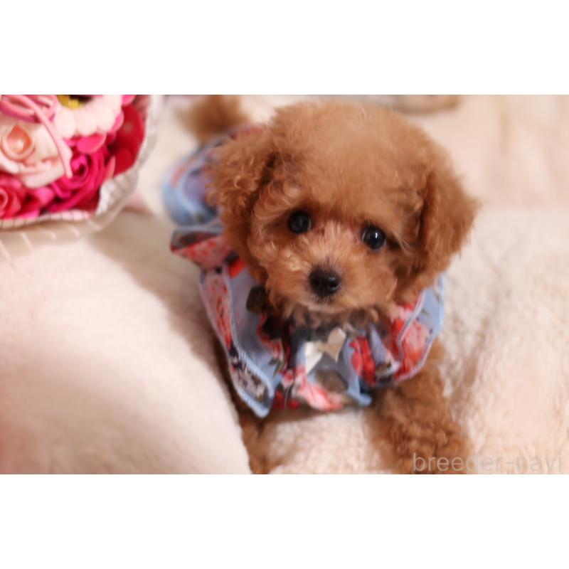 成約済の大阪府のティーカッププードル-397352の2枚目