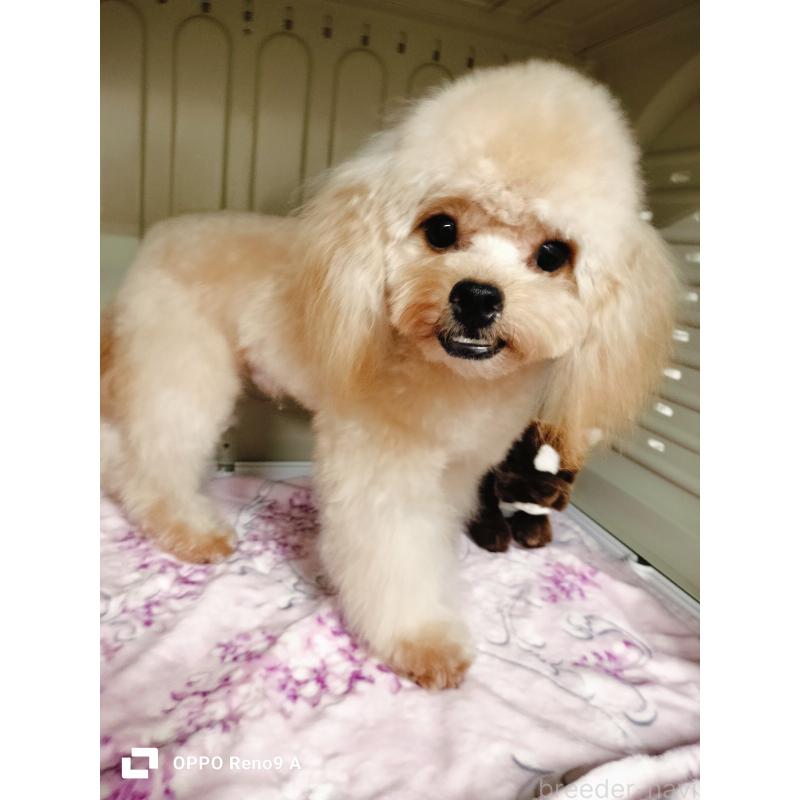 販売中の沖縄県のミックス犬-400084の3枚目