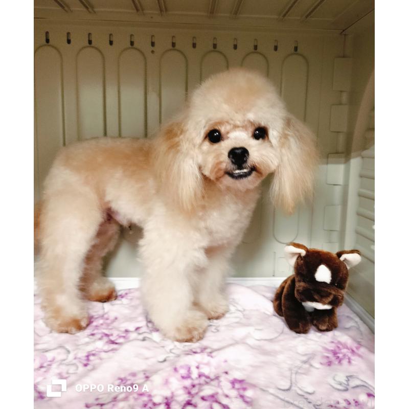 販売中の沖縄県のミックス犬-400084