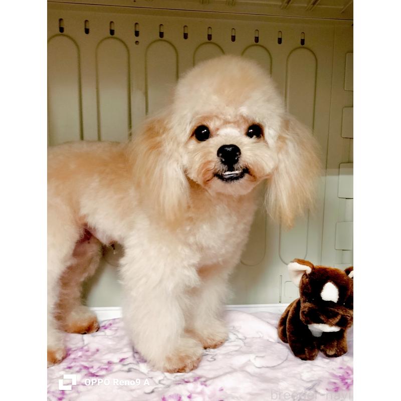 販売中の沖縄県のミックス犬-400084の2枚目