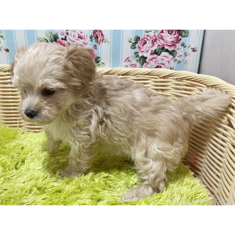 販売中の秋田県のマルプー:マルチーズ×トイプードル-399920の10枚目