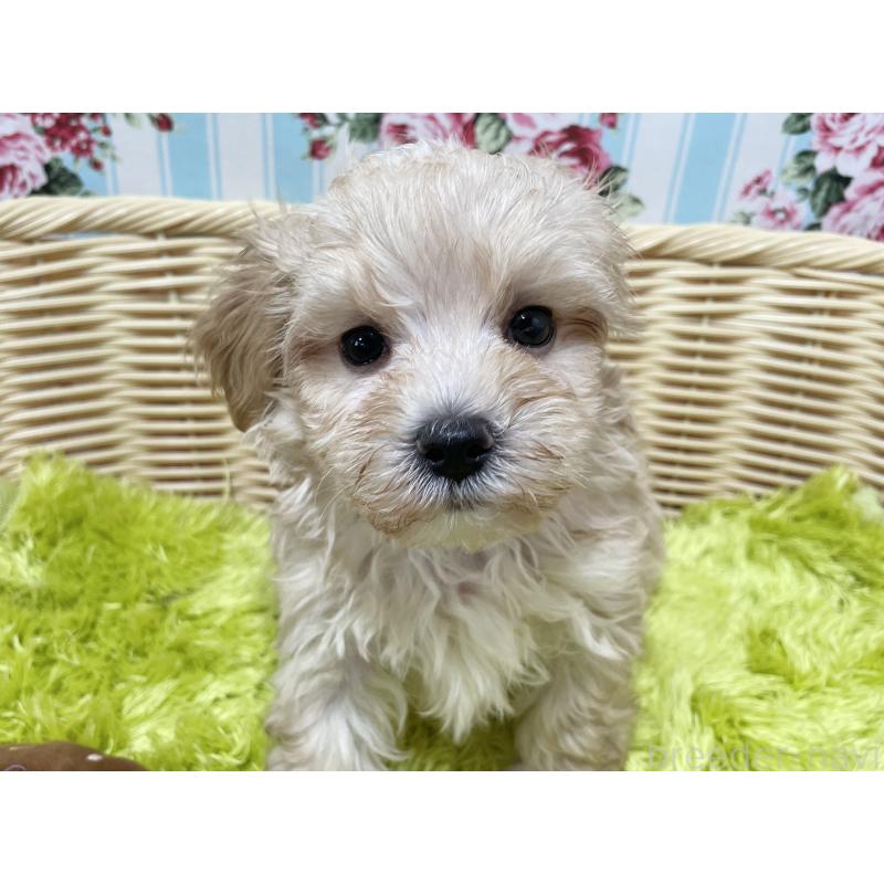 販売中の秋田県のマルプー:マルチーズ×トイプードル-399920の5枚目