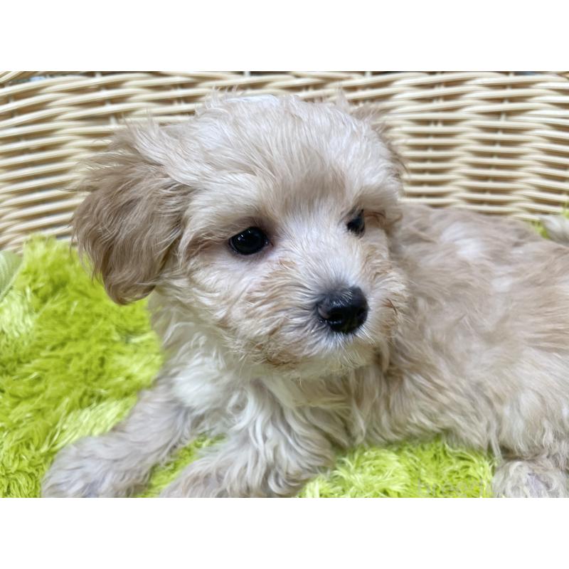 販売中の秋田県のマルプー:マルチーズ×トイプードル-399920の4枚目