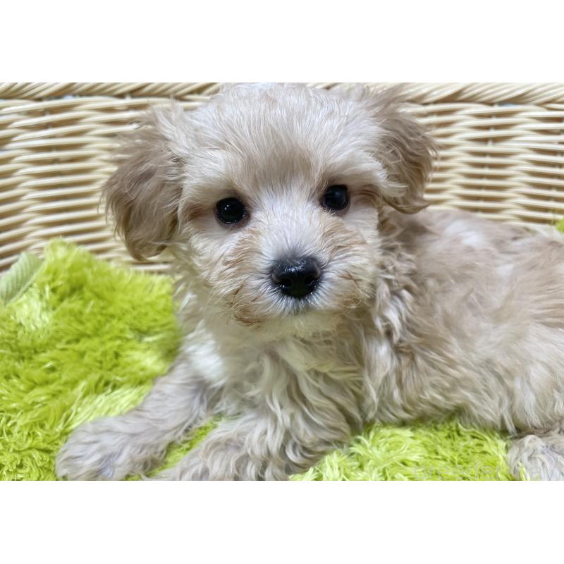 販売中の秋田県のマルプー:マルチーズ×トイプードル-399920の3枚目