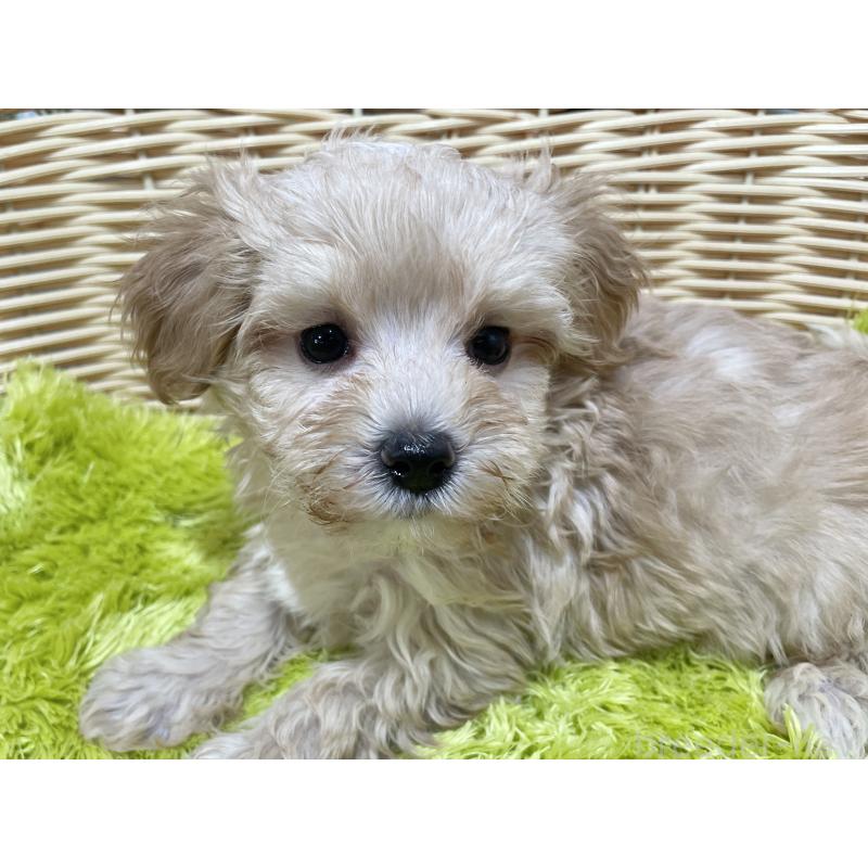 販売中の秋田県のマルプー:マルチーズ×トイプードル-399920