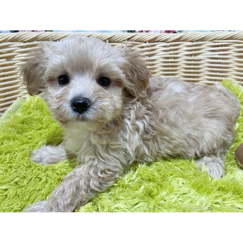販売中の秋田県のマルプー:マルチーズ×トイプードル-399920の2枚目