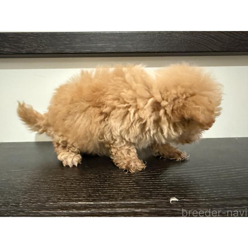 販売中の岡山県のマルプー:マルチーズ×トイプードル-399864の5枚目