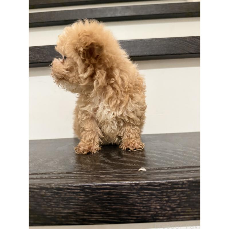 販売中の岡山県のマルプー:マルチーズ×トイプードル-399864の4枚目