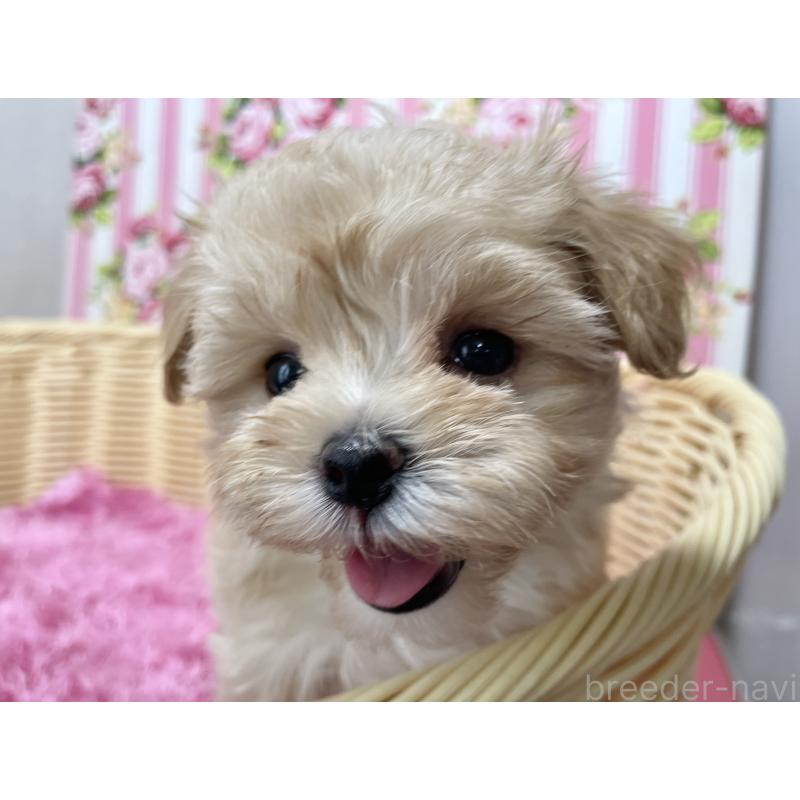 販売中の秋田県のマルプー:マルチーズ×トイプードル-399921の14枚目