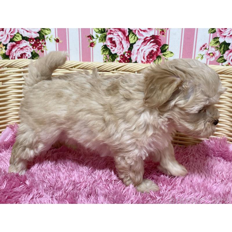 販売中の秋田県のマルプー:マルチーズ×トイプードル-399921の11枚目