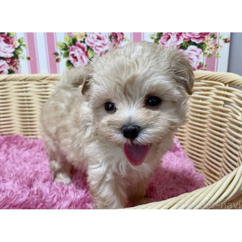 販売中の秋田県のマルプー:マルチーズ×トイプードル-399921の10枚目