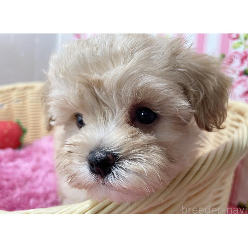 販売中の秋田県のマルプー:マルチーズ×トイプードル-399921の9枚目