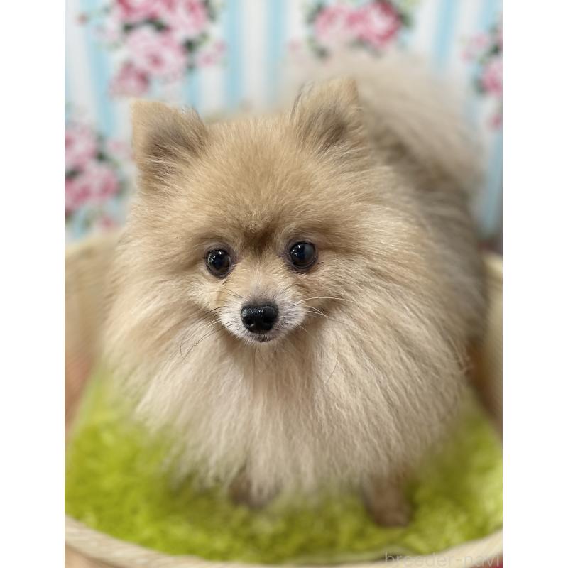 販売中の秋田県のポメラニアン-399922の1枚目