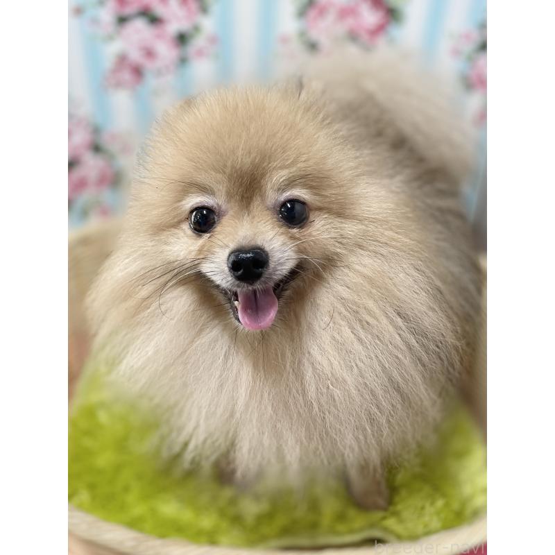 販売中の秋田県のポメラニアン-399922の5枚目