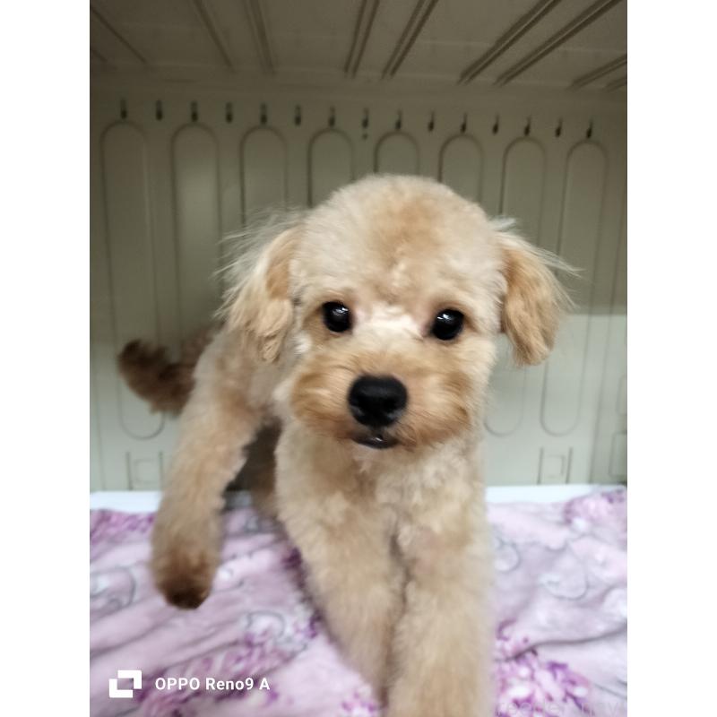 販売中の沖縄県のミックス犬-400086の1枚目