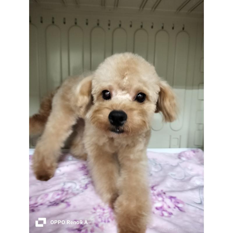 販売中の沖縄県のミックス犬-400086の8枚目