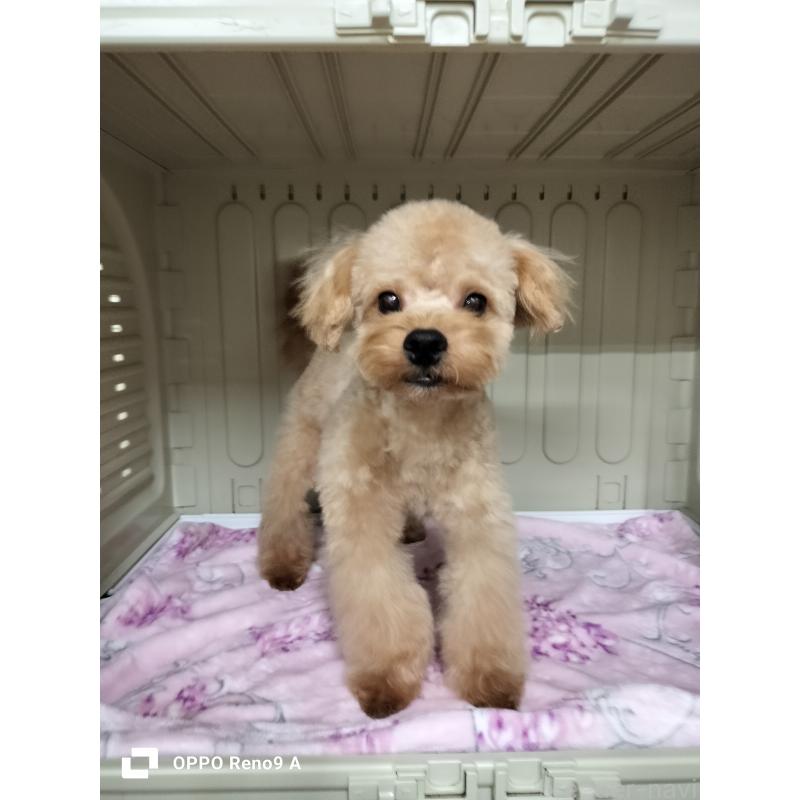 販売中の沖縄県のミックス犬-400086の7枚目