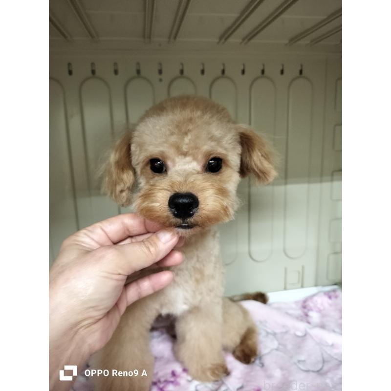 販売中の沖縄県のミックス犬-400086の6枚目
