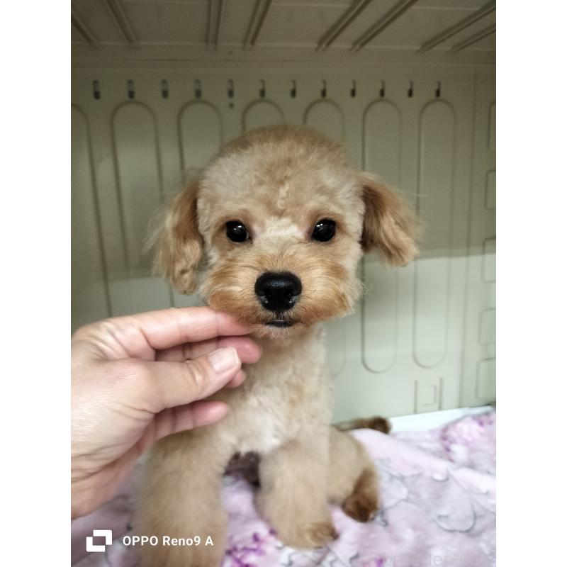 販売中の沖縄県のミックス犬-400086の5枚目