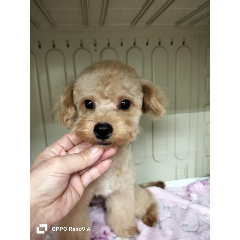 販売中の沖縄県のミックス犬-400086の4枚目