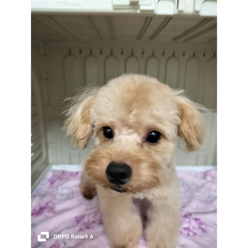 販売中の沖縄県のミックス犬-400086の3枚目