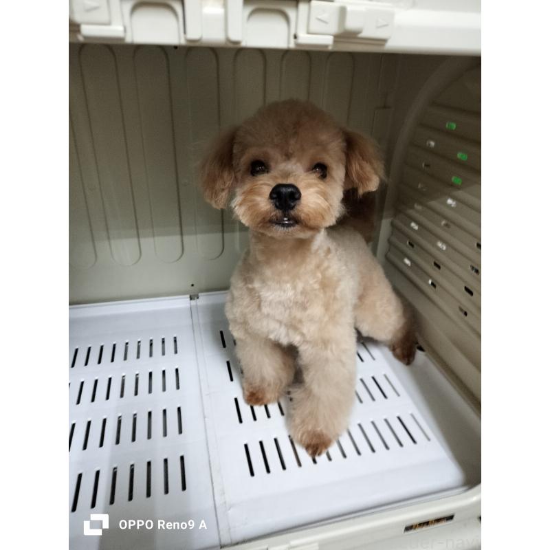 販売中の沖縄県のミックス犬-400086の2枚目