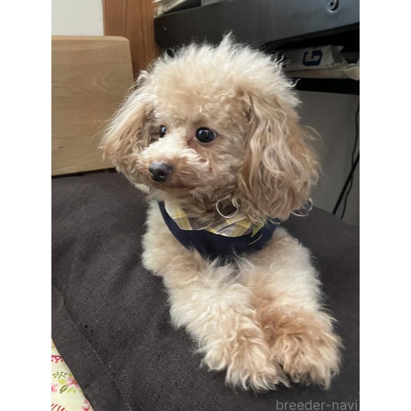 ジュリちゃん1枚目