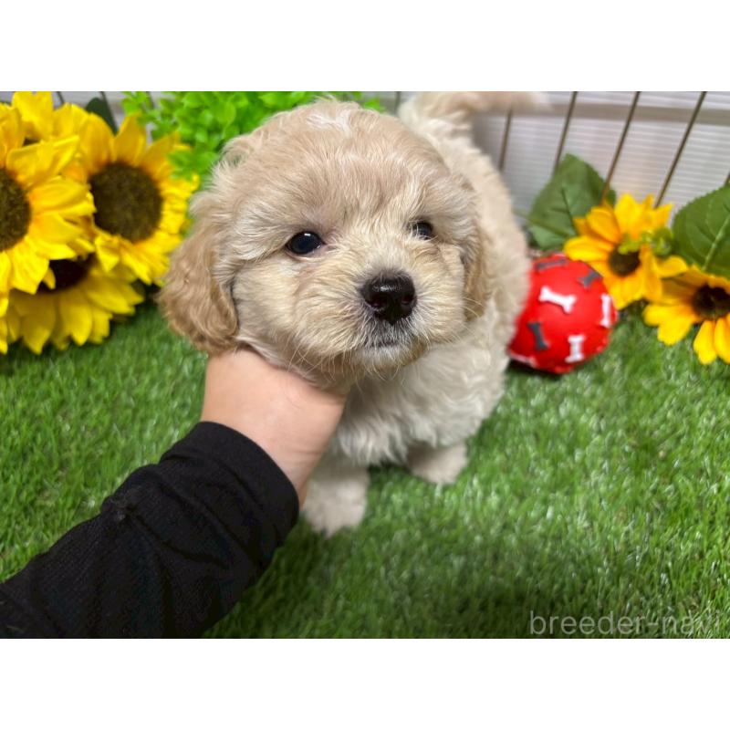 販売中の鹿児島県のミックス犬-400095の4枚目