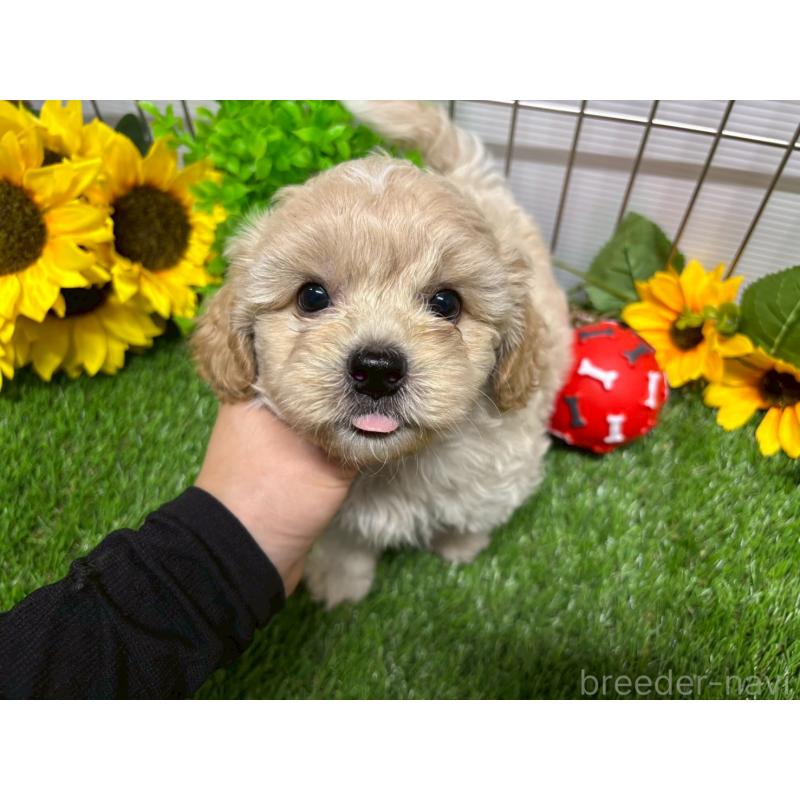販売中の鹿児島県のミックス犬-400095の3枚目
