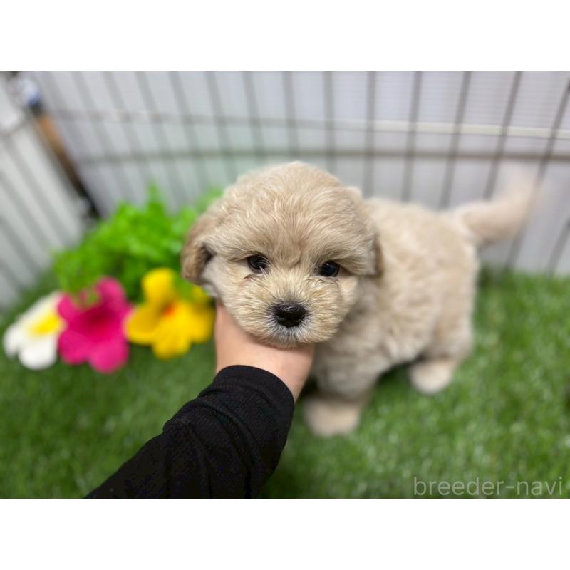 販売中の鹿児島県のミックス犬-400097の4枚目