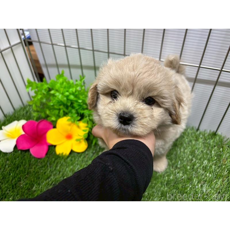販売中の鹿児島県のミックス犬-400097の3枚目