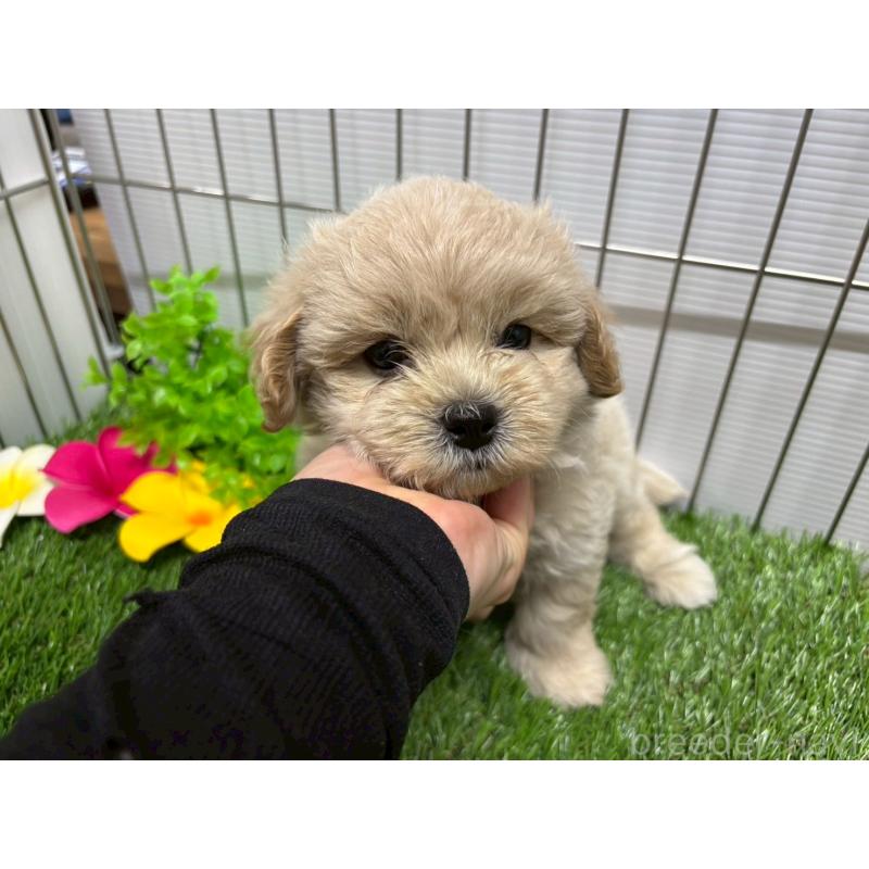 販売中の鹿児島県のミックス犬-400097の2枚目