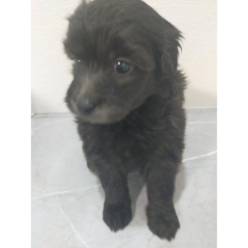 商談中の宮崎県のマルプー:マルチーズ×トイプードル-399820