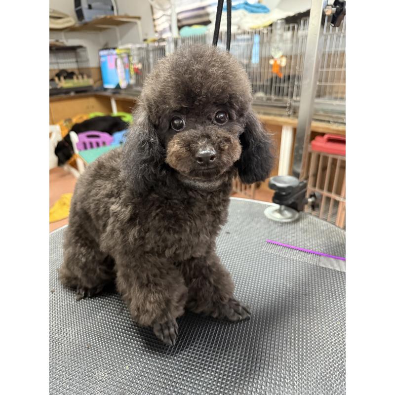 販売中の栃木県のタイニープードル-361935の2枚目