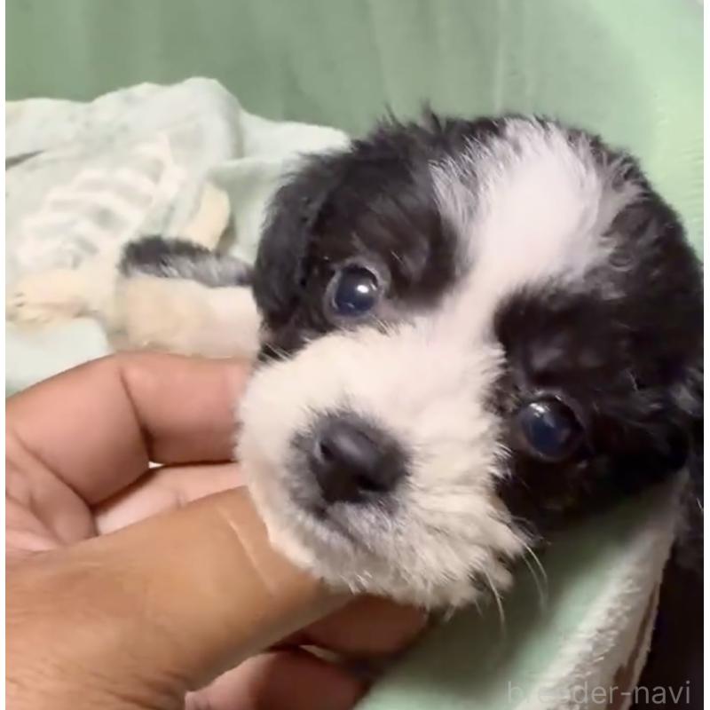 販売中の奈良県のミックス犬-400116の8枚目