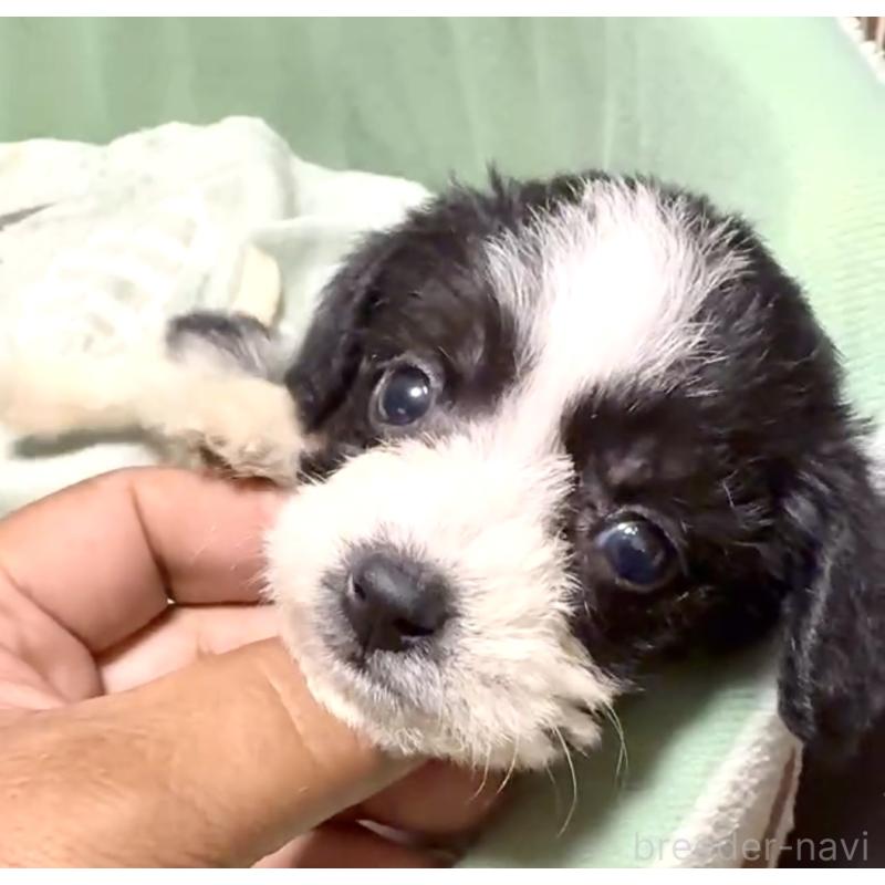 販売中の奈良県のミックス犬-400116