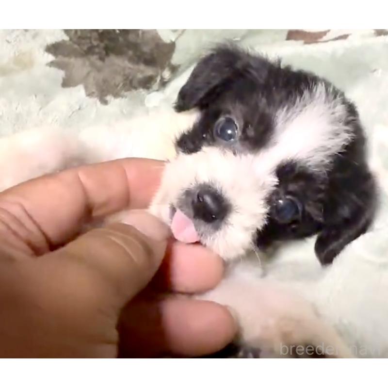 販売中の奈良県のミックス犬-400116の6枚目