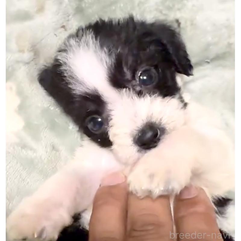 販売中の奈良県のミックス犬-400116の5枚目